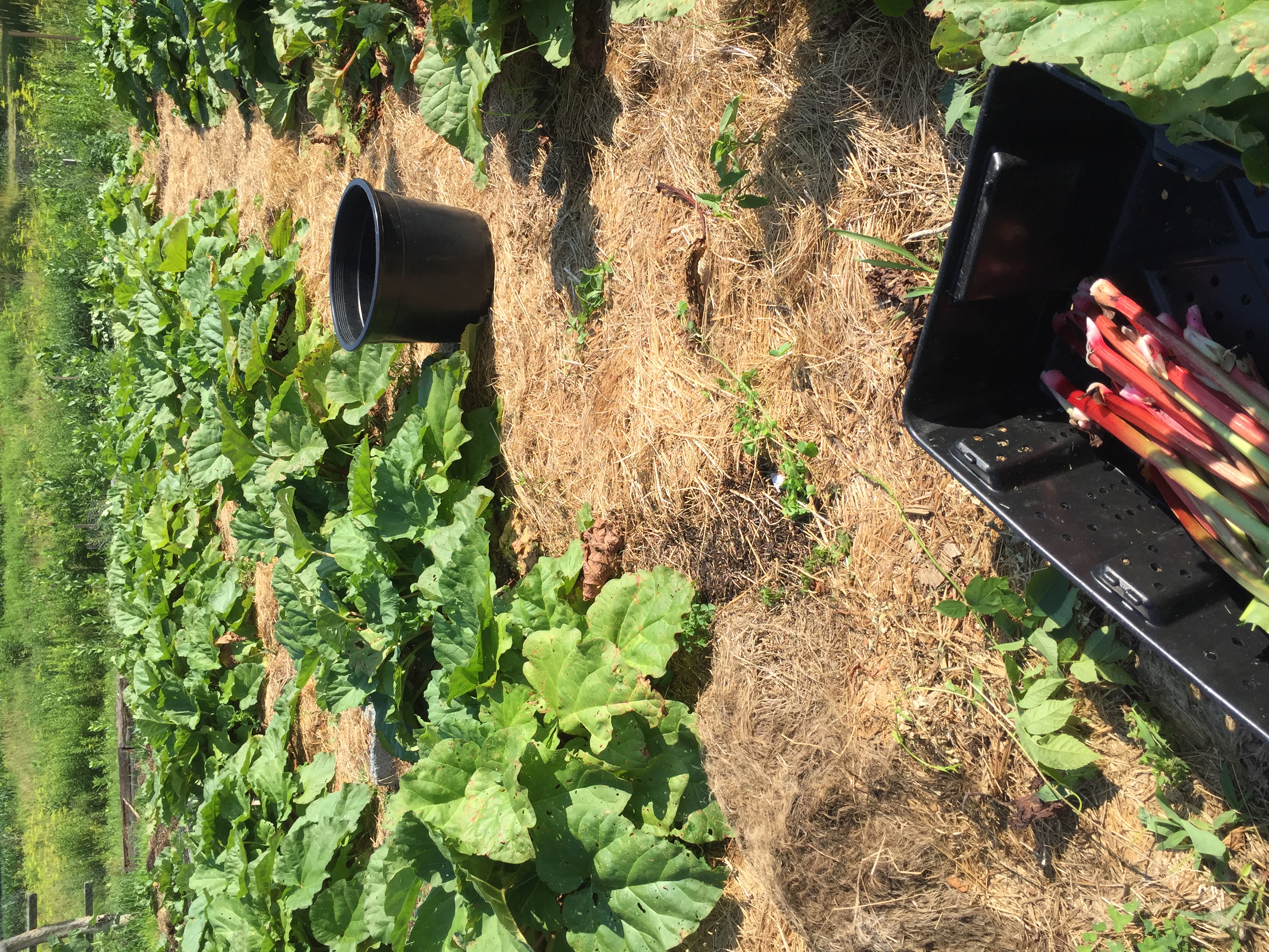 Newly expanded rhubarb patch