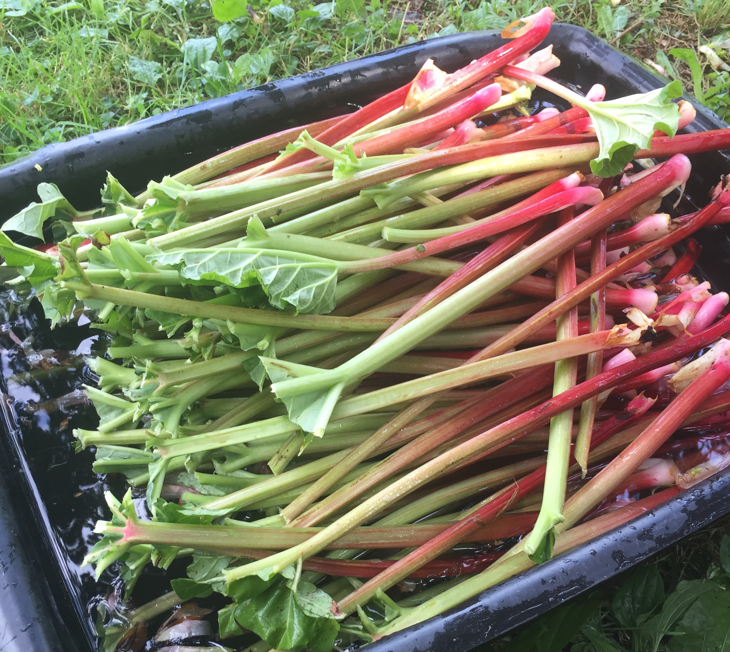 Freshly harvested rhubarb